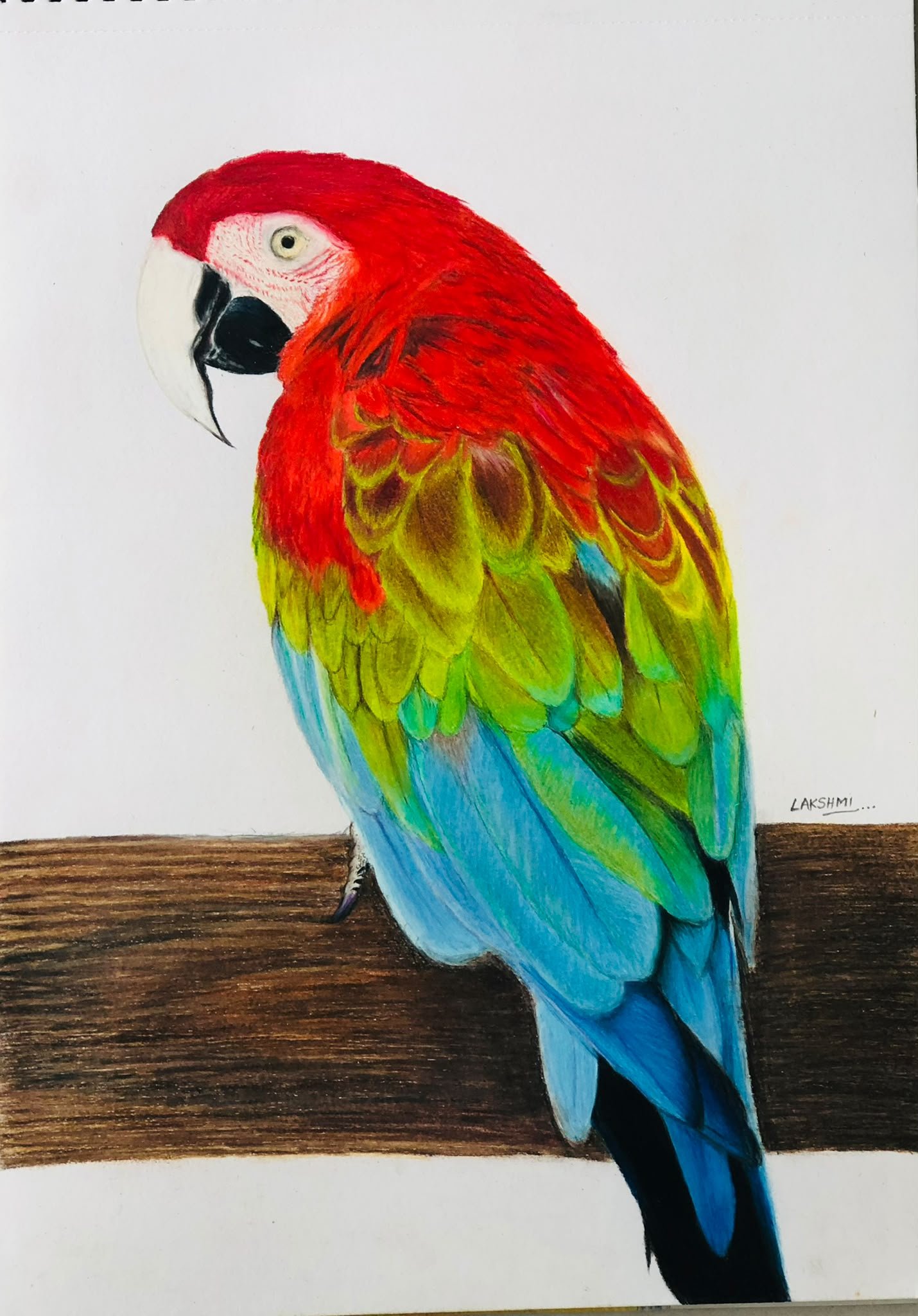 Scarlet Macaw — artwork by Lakshmi Sridhar