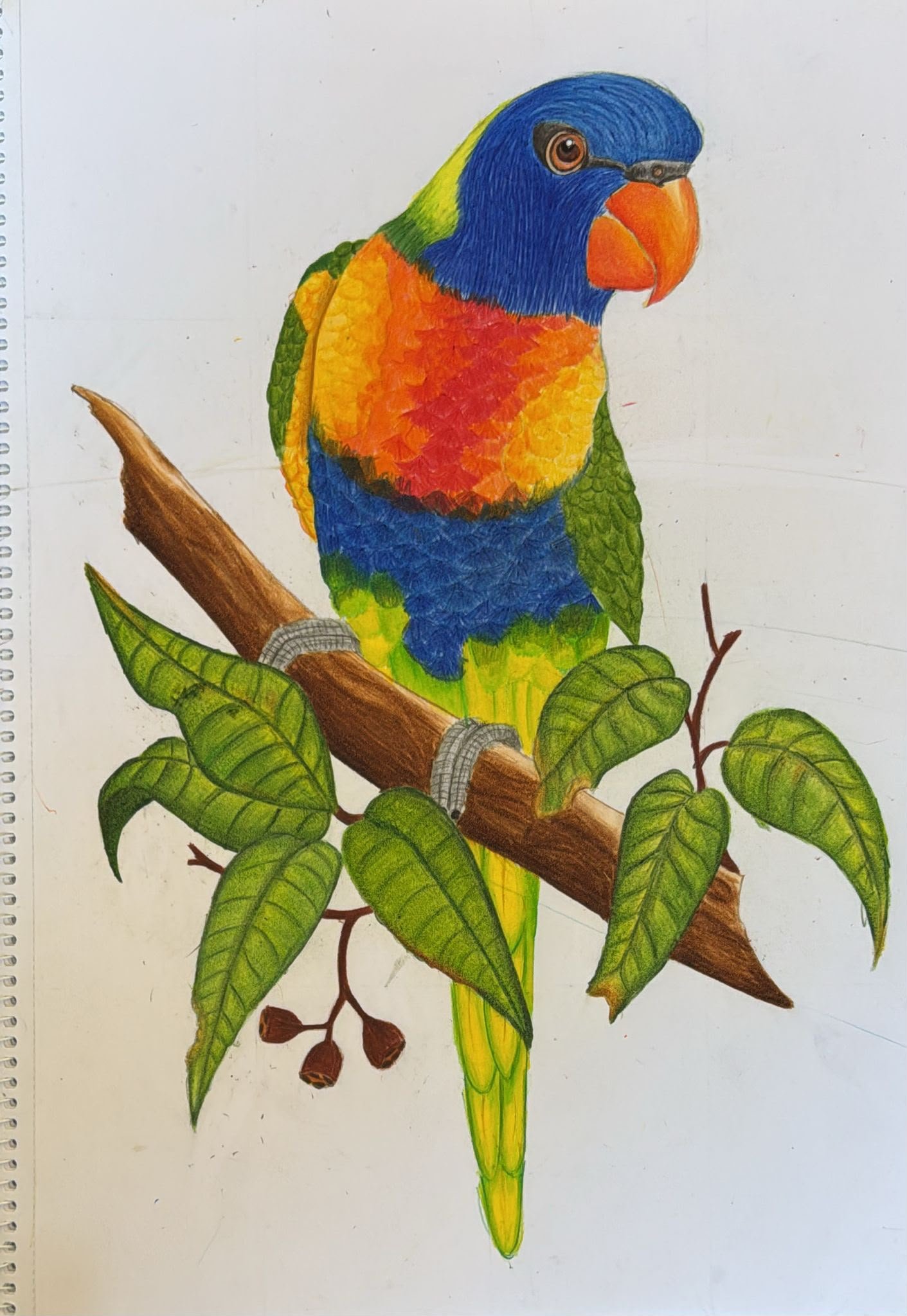 Rainbow Lorikeet — student Christmas card, 2026