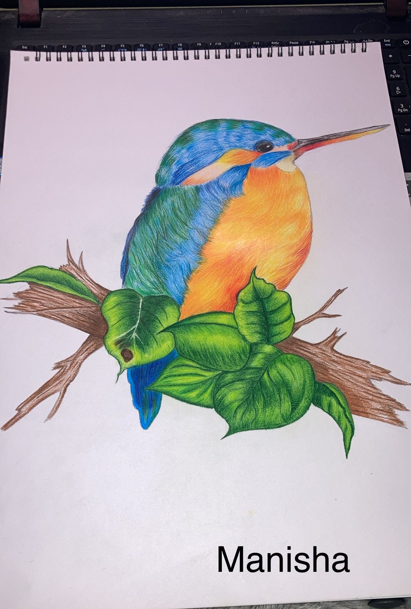 Kingfisher — student Christmas card, 2026
